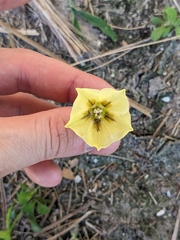 Physalis angustifolia