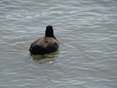 Fulica atra