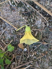 Physalis angustifolia