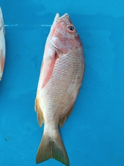 Lutjanus argentiventris