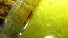 Eubranchipus vernalis