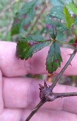 Neolasioptera nodulosa