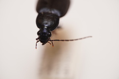 Chlaenius orbus