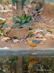 Geokichla citrina cyanota