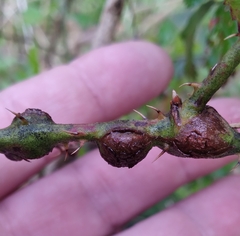 Neolasioptera nodulosa