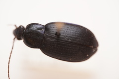 Chlaenius orbus