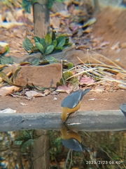 Geokichla citrina cyanota