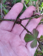 Neolasioptera nodulosa