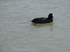 Fulica atra