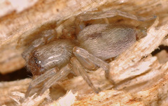 Porrhoclubiona leucaspis