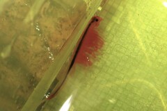 Eubranchipus vernalis