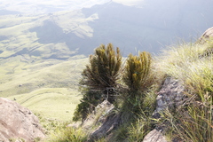 Encephalartos ghellinckii