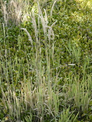 Poaceae