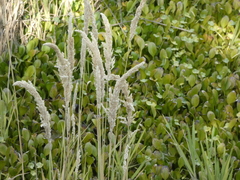 Poaceae