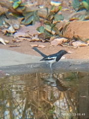 Copsychus saularis