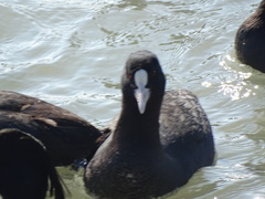 Fulica atra
