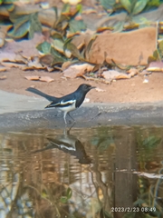 Copsychus saularis