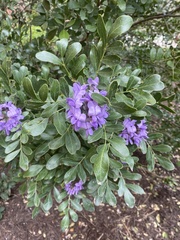 Dermatophyllum secundiflorum