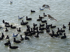 Fulica atra