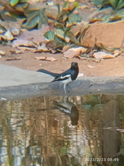 Copsychus saularis