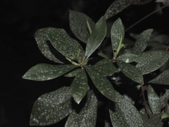 Cliftonia monophylla