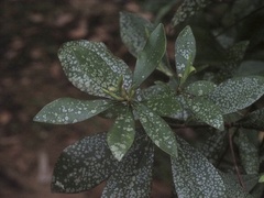 Cliftonia monophylla