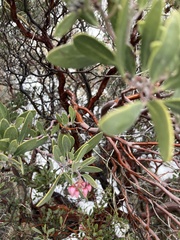 Arctostaphylos pungens