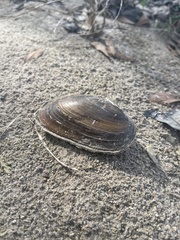 Uniomerus tetralasmus