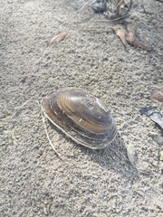 Uniomerus tetralasmus