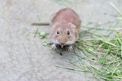 Clethrionomys gapperi