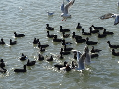 Fulica atra