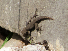 Mediodactylus kotschyi