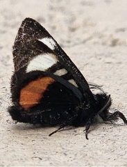 Psychomorpha epimenis