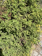 Nidorella nobrei