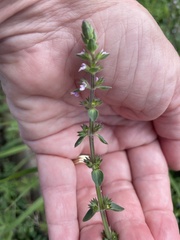 Stachys crenata