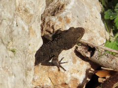 Mediodactylus kotschyi