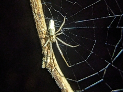 Mecynogea lemniscata