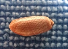 Acteocina culcitella