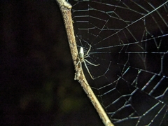 Mecynogea lemniscata