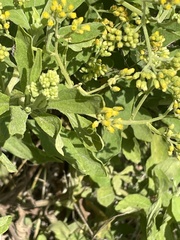 Nidorella nobrei