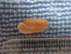 Acteocina culcitella