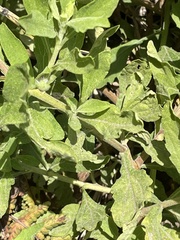 Nidorella nobrei