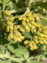 Nidorella nobrei