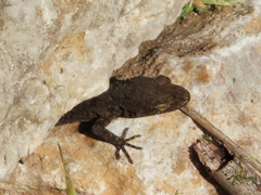 Mediodactylus kotschyi