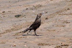 Agelaius phoeniceus californicus