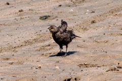 Agelaius phoeniceus californicus