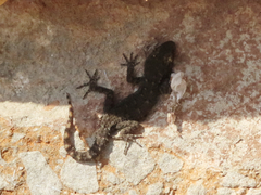 Mediodactylus kotschyi