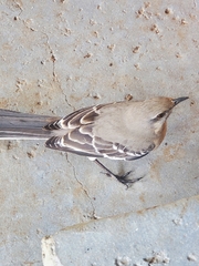 Mimus polyglottos