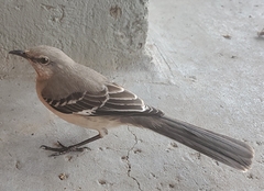 Mimus polyglottos