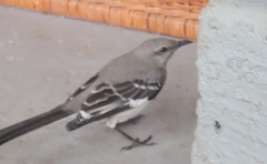 Mimus polyglottos